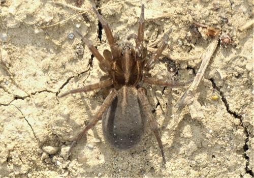 Trochosa sp.